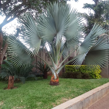 Resident exhibits design mastery in home garden
