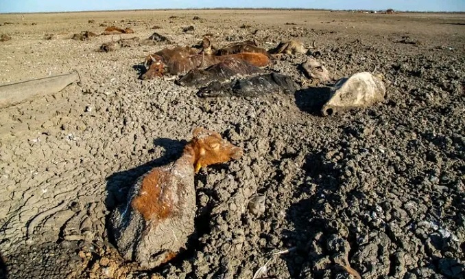 5 000 cattle succumb to drought, diseases