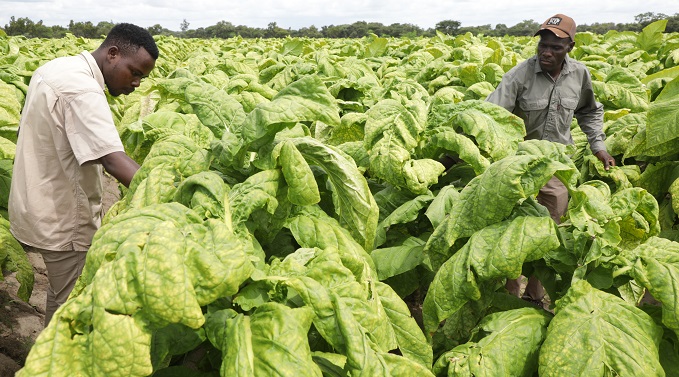 NEW: Matabeleland South farmers cultivate new frounds in tobacco production