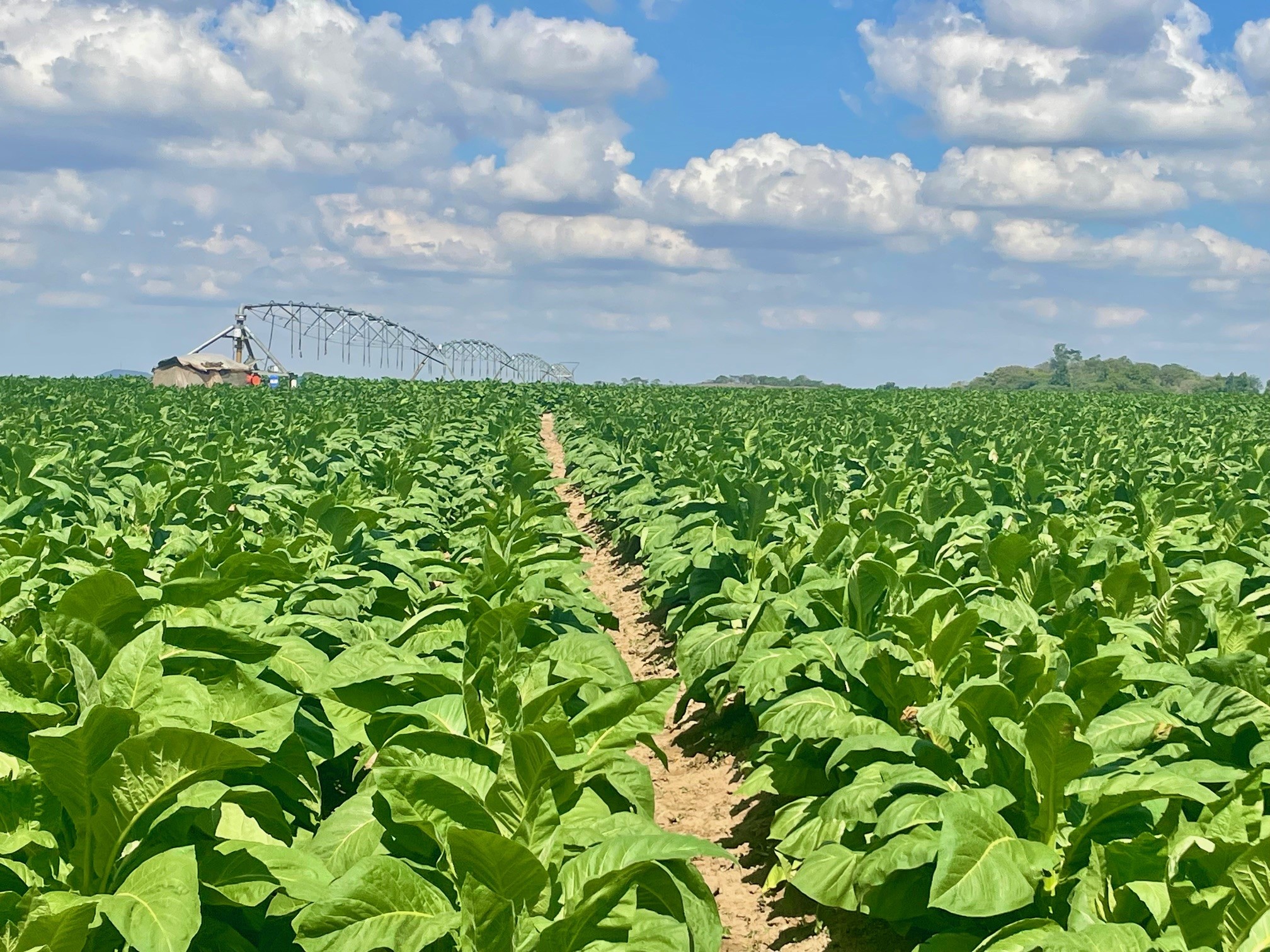 ‘Agric, manufacturing linkages are the bedrock of industrial growth’