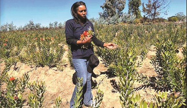 From bright lights to blooms of protea