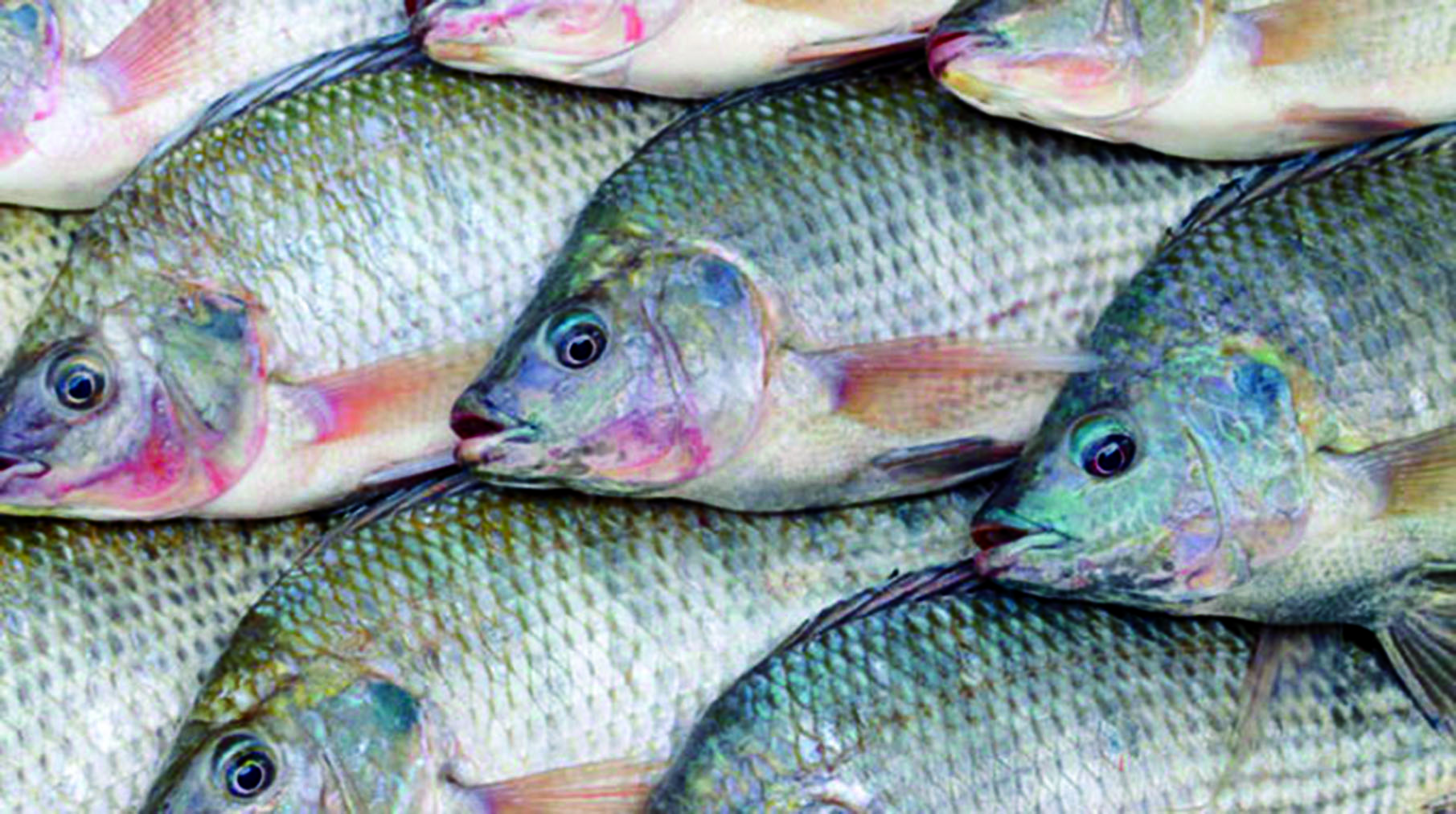 Unpacking fish farming in Zimbabwe