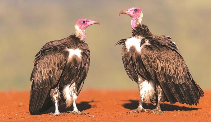 Vultures: Unsung heroes of our ecosystem