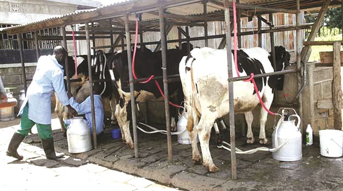 Milk preservation programme to transform lives in Chipinge
