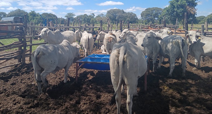 NEW: Zimbabwe averts mass cattle deaths despite severe drought