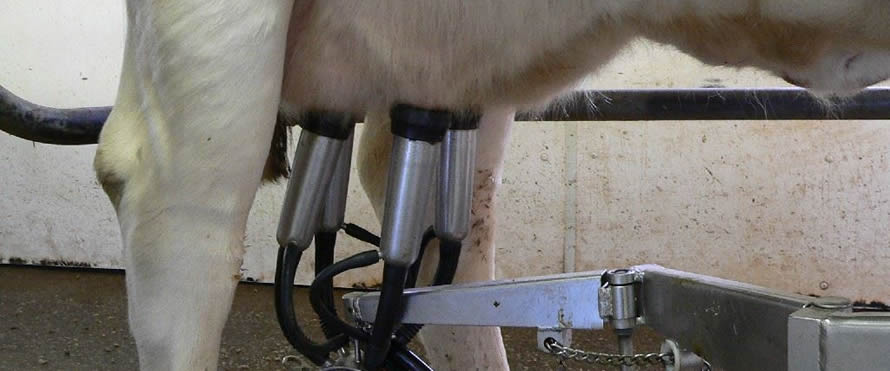 Milk production volumes improve