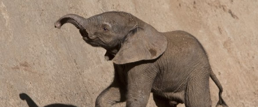 Jumbo smuggling racket