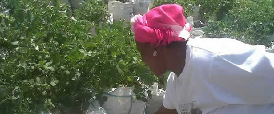 Sack potato farmers see red