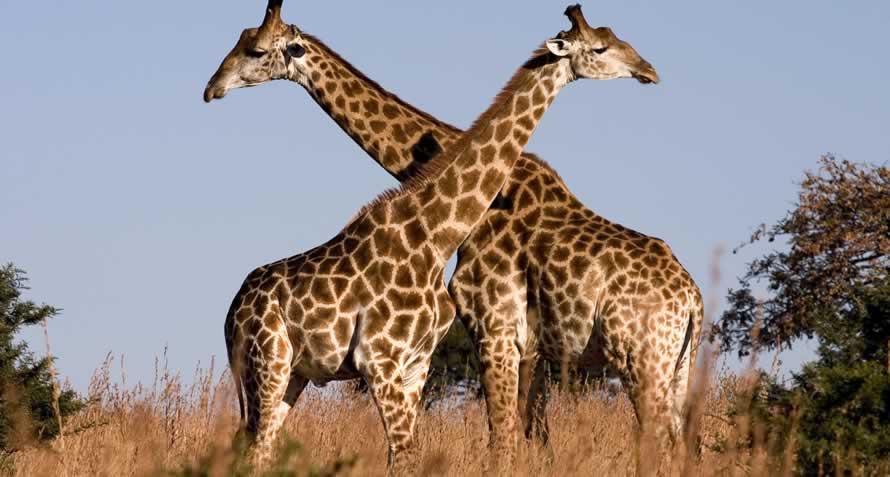 Giraffe (Giraffe carmelopadalis)