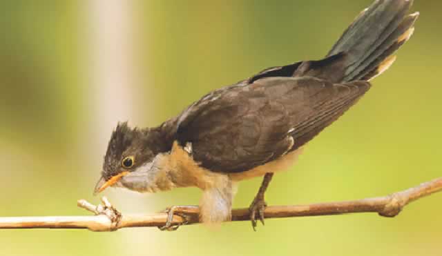 The Jacobin Cuckoo (Clamator jacobinus)