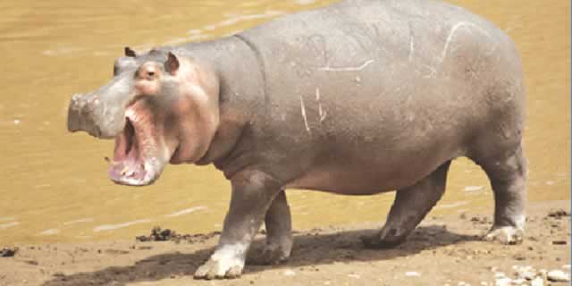 Hippopotamus amphibious