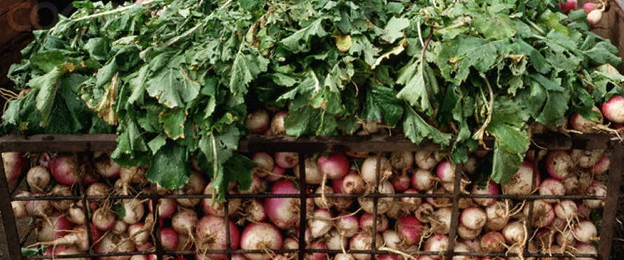 Zim horticulture losing regional, global market share