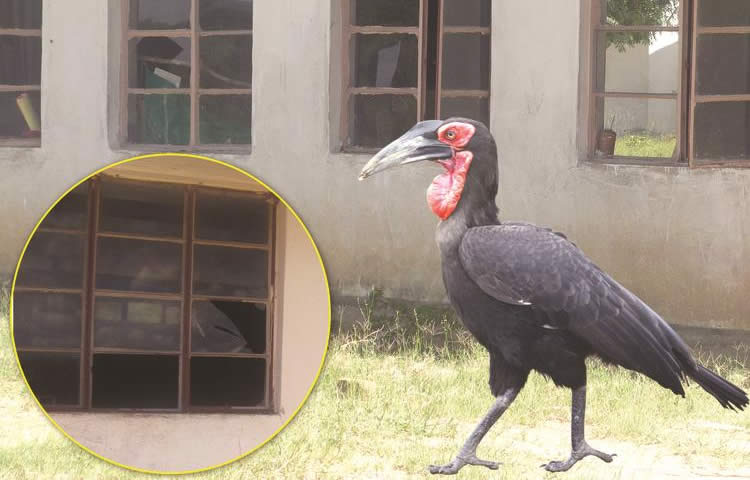 ‘Angry birds’ break classroom windows, school closes