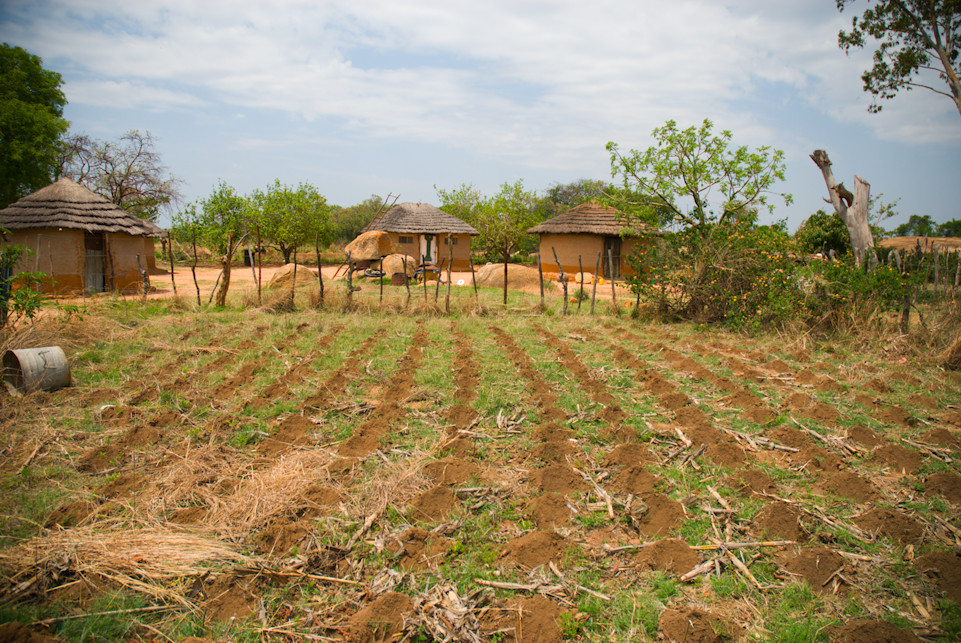 Whites rent idle A2 farms