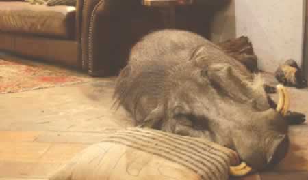 Hog that sleeps in the bar
