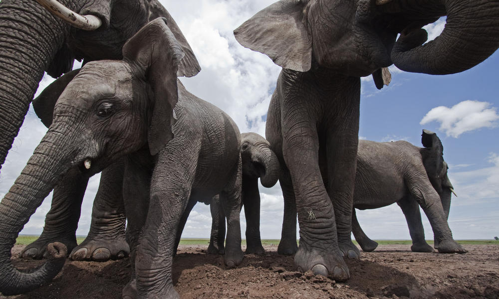 Poacher shoots elephant in town