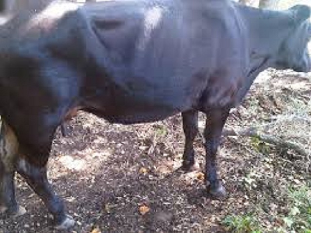 Blackleg outbreak contained