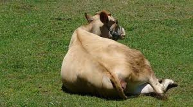FARMING ISSUES: Managing a recumbent animal in your herd
