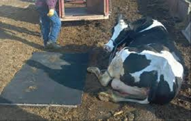 Managing animals with fractures