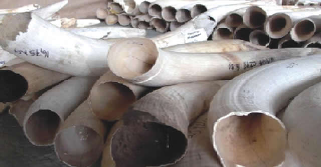 Zim ivory stockpiles continue to soar