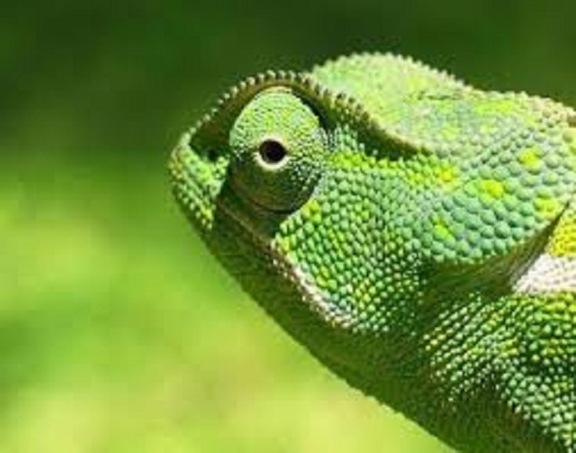 CULTURAL HERITAGE: All about chameleons