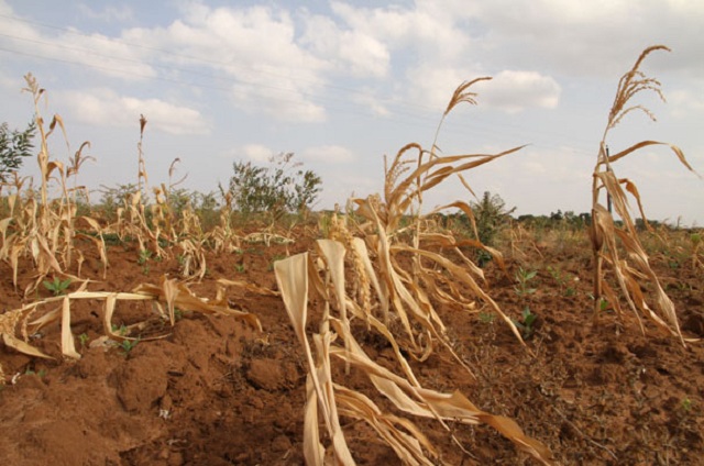 Maize crop write off