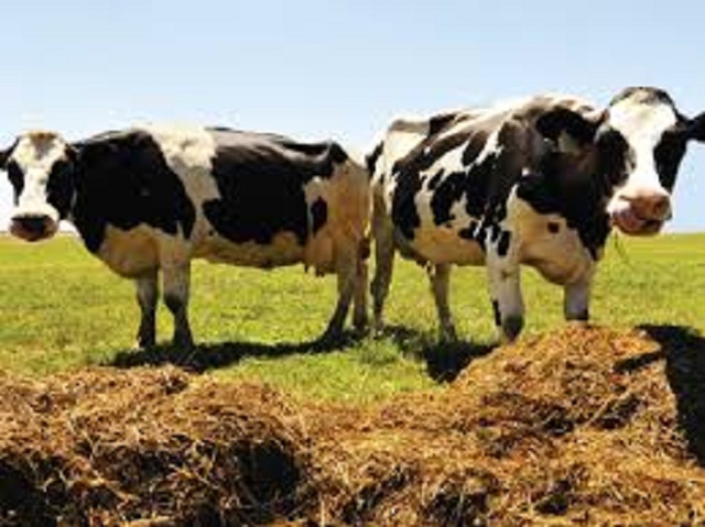 FAO starts stockfeed distribution