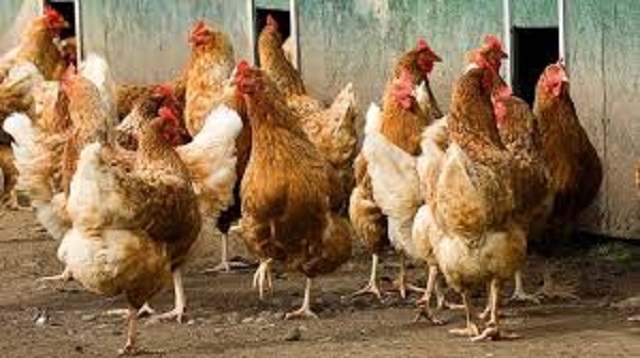 Hamara feeds for big, healthy chickens