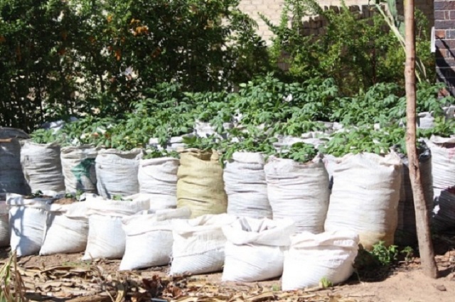 Sack potato farming turns into fools’ gold