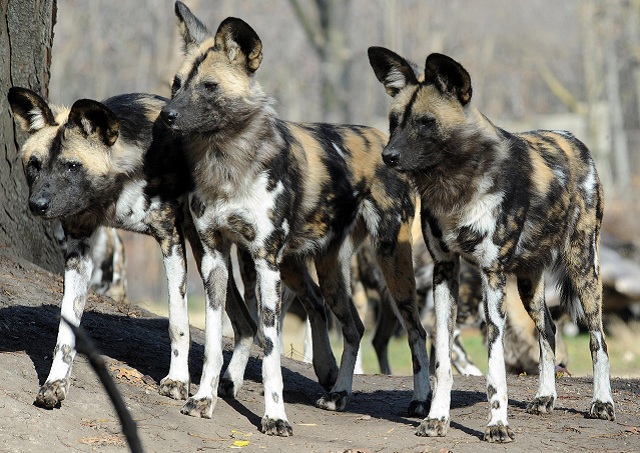 WCN commends Painted Dogs Conservancy