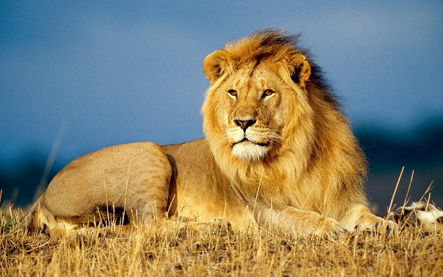 Daring a lion: proving one’s bravery