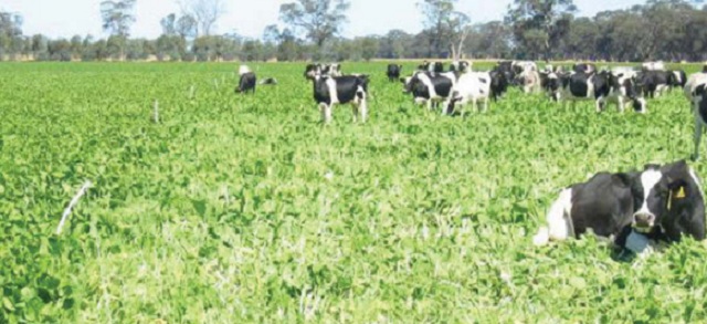 ZFU encourages farmers to embark on fodder production
