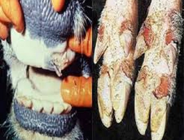 Farming Issues: Foot and Mouth Disease needs new knowledge