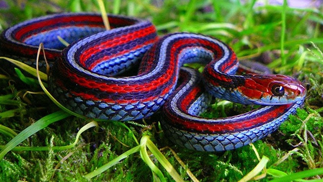 Snakes demystefied