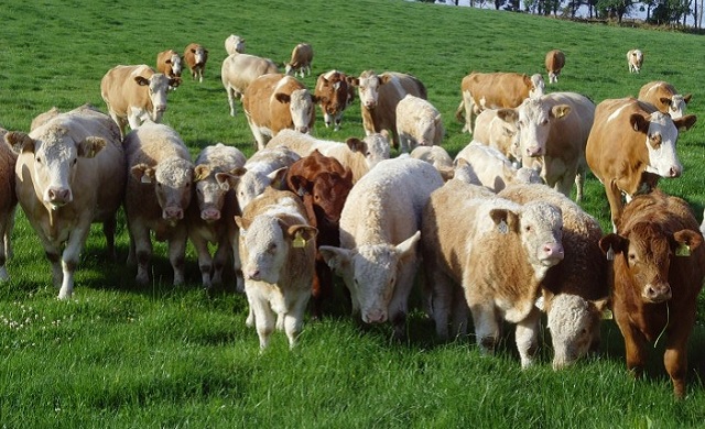 Cross breeding — Answer to improved livestock quality