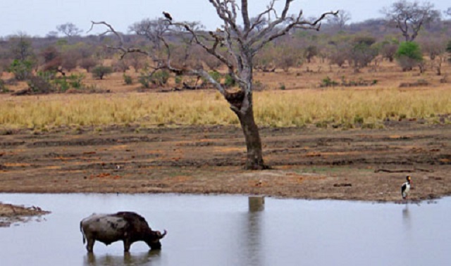 Limpopo Transfrontier Park still in the pipeline