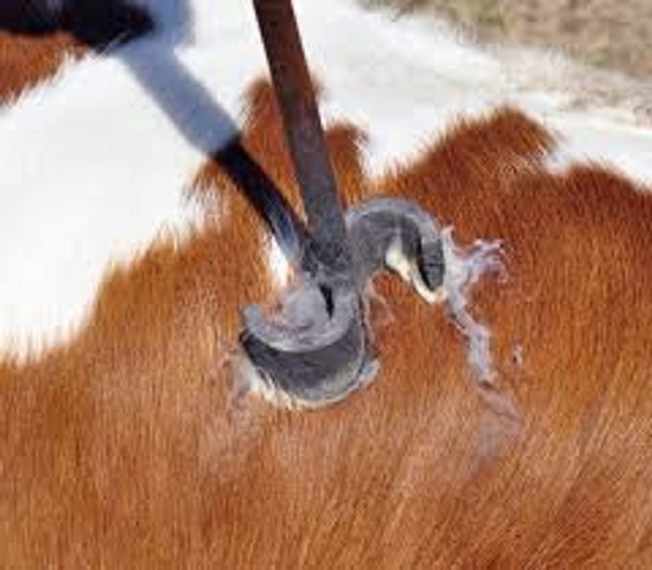 ZRP introduces universal animal branding irons