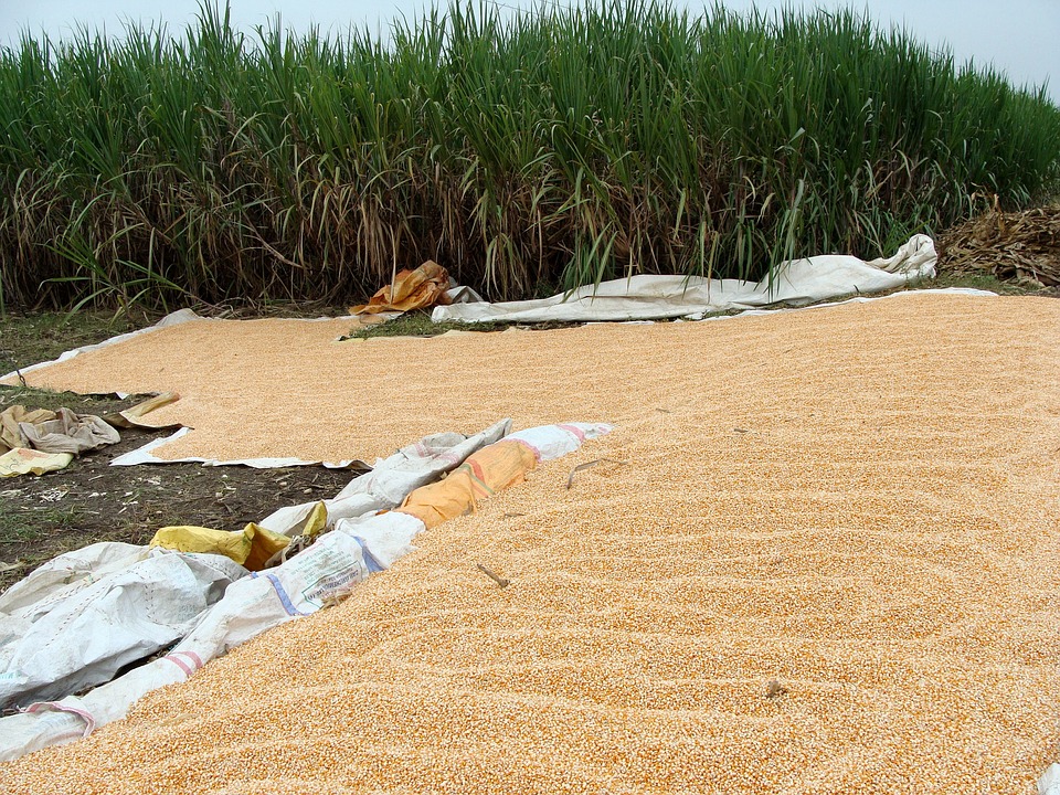 Arda targets 75 000t of maize