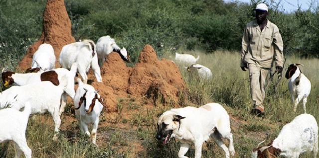 Solution to human-wildlife conflict needed
