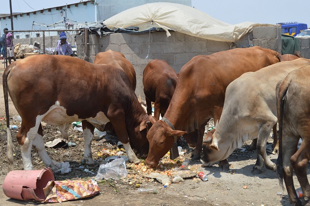 Beitbridge cop in cattle rustling syndicate