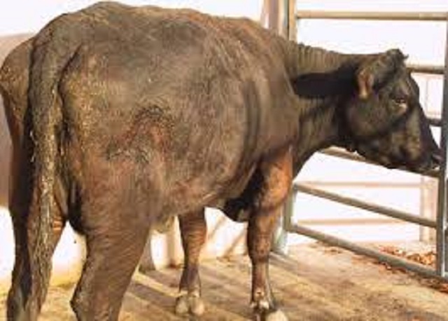 Controlling liver flukes in your herd