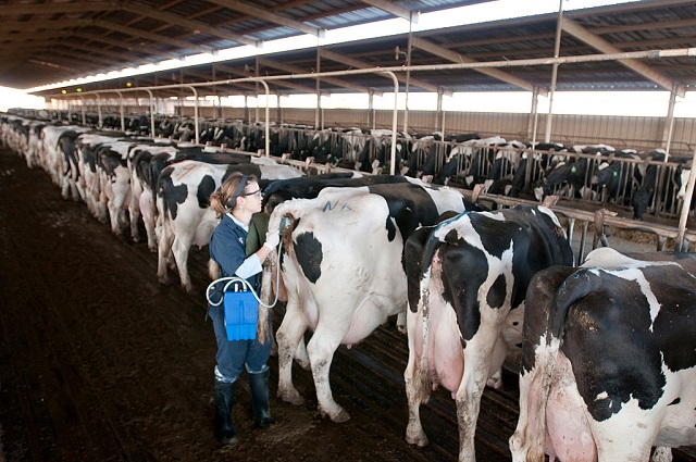 Stronger punishment needed for disobeying veterinary controls