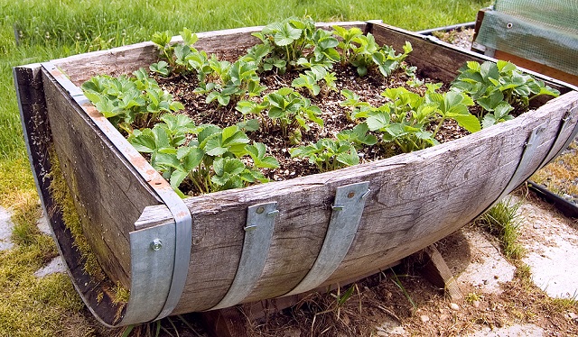 10 top urban planting tips
