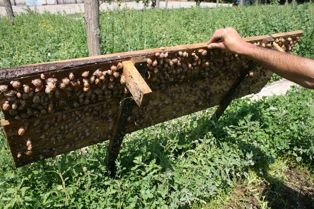 It’s all about snails for farmer Stephan de Wit