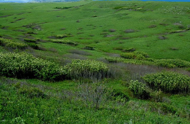 Balance of woody and grass species critical for rangelands
