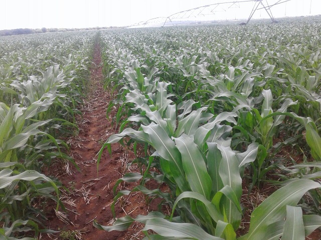 Arda leads Command Agric revolution 4 800t maize expected from Maphisa project