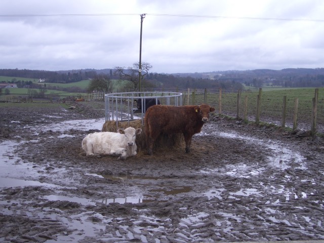 Don’t keep animals in muddy conditions: experts