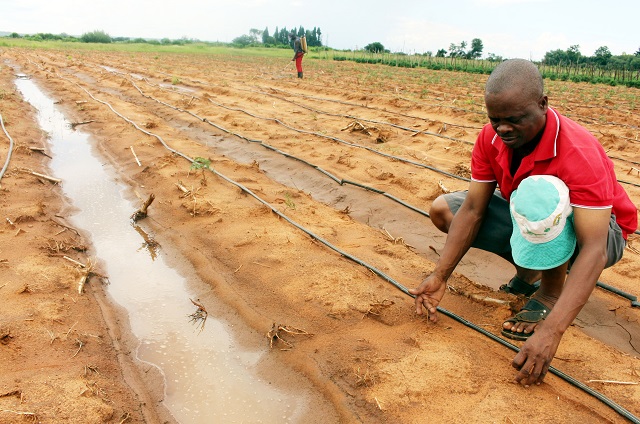 Incessant rains affecting horticultural produce