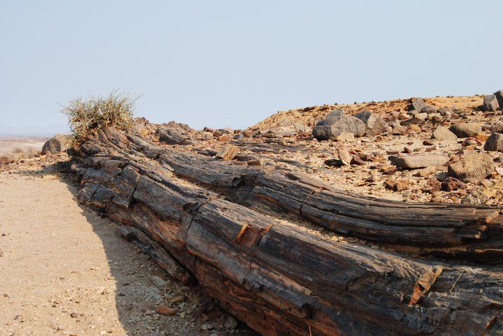 Where trees turned into stones