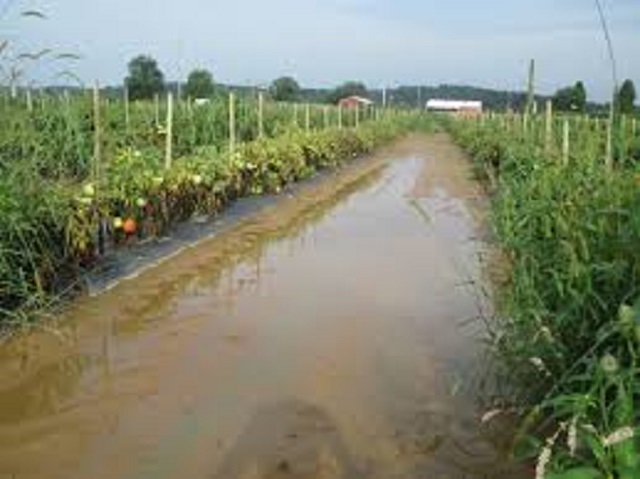 Horticulture suffers from heavy rains